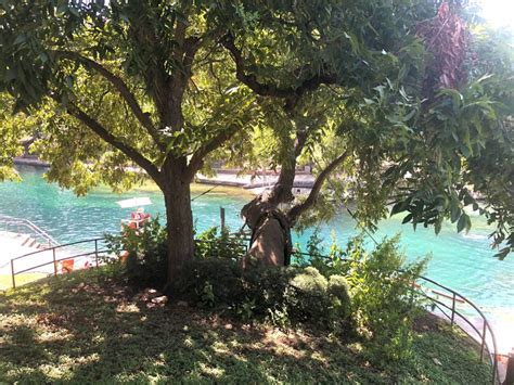 How much did Austin spend on Barton Springs tree 'Flo' before removal?